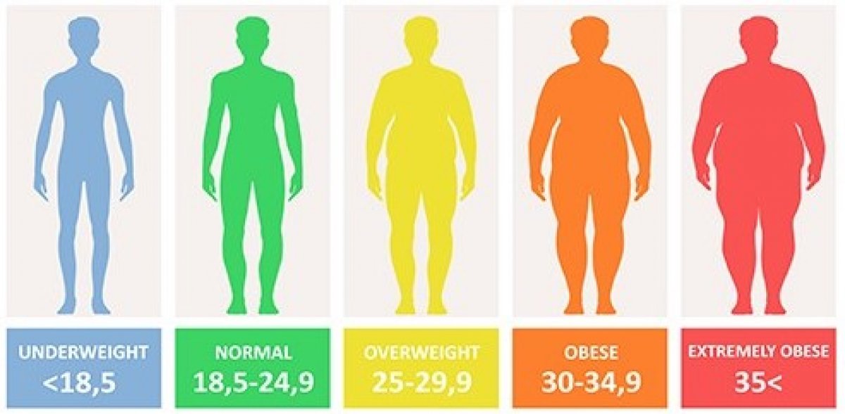 Body Fat Prediction Image